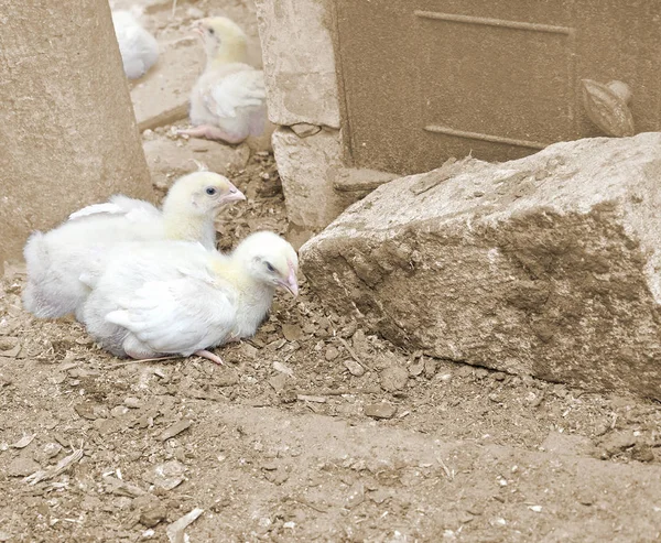 Élevage de poulets à griller dans une ferme — Photo