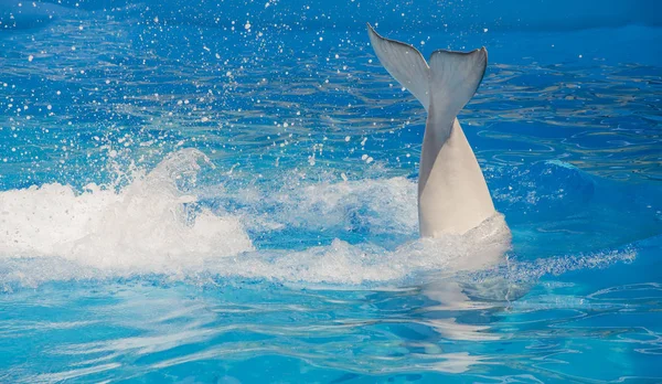 Dalış ile mavi arka plan Yüzme Havuzu Beluga takip