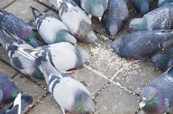 Doves gıda gagalama