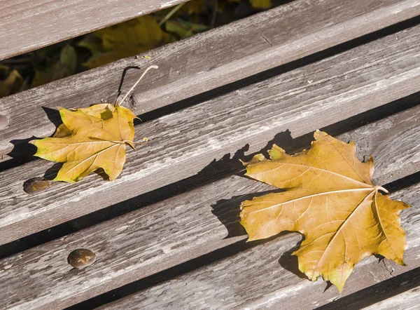 Bir bankta sonbaharda akçaağaç yaprakları