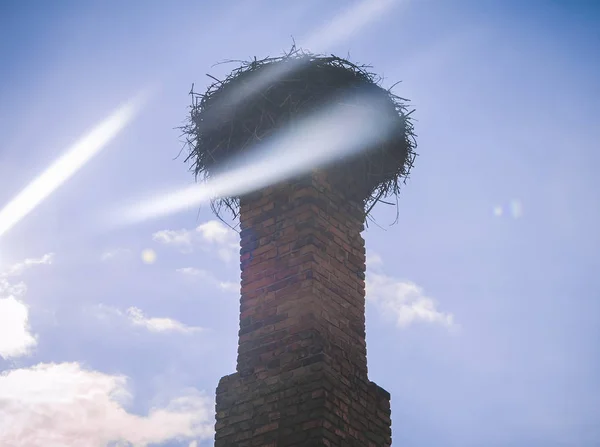 Leylek için büyük yuva