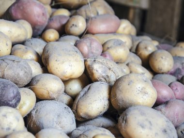 Fazla bir mahzende kazdık patates 