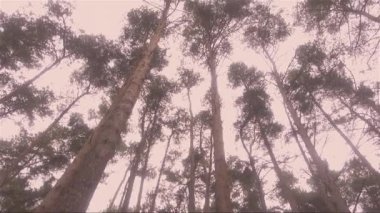 uzun boylu çam ağaçları, ormanda sonbaharda dinlenme rüzgarda sallanan bir sürü