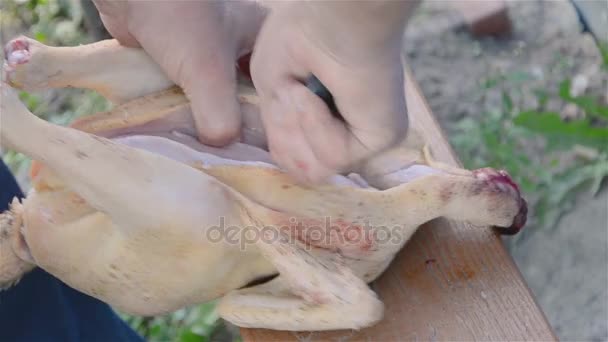 Broiler chicken cutting — Stock Video