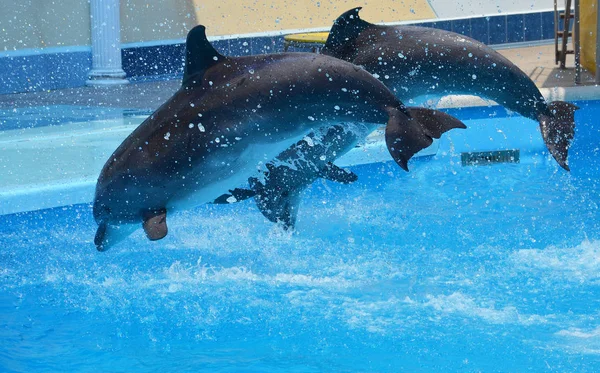 Dos delfines grises saltan del agua con un montón de salpicaduras de la piscina — Foto de Stock