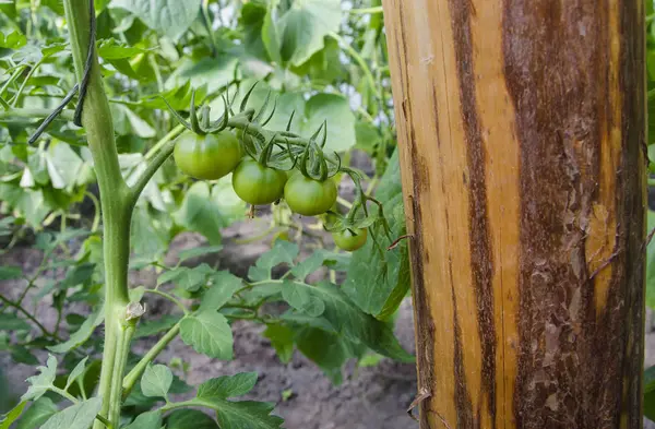Green tomatoes in the greenhouse — Stock Photo, Image