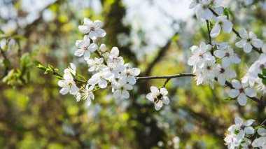 Arkaplan olarak erik çiçekleri