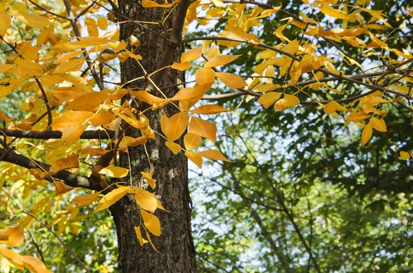 Sonbaharda ağaçta sarı yapraklar