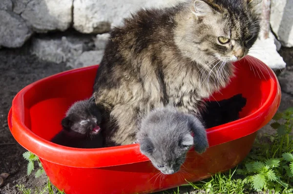 açık havada iki yavru kedi ile kedi