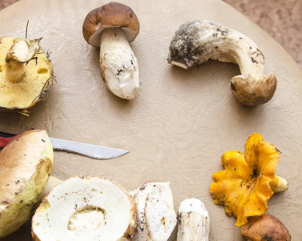 Farklı tür bir mantar