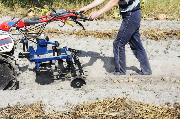 patates sonbaharda toplama