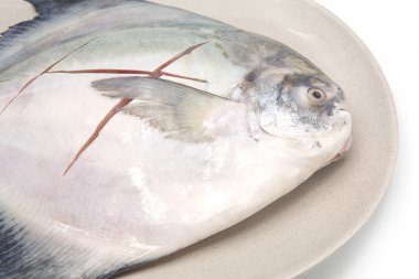 taze pomfret beyaz bir arka plan üzerinde izole