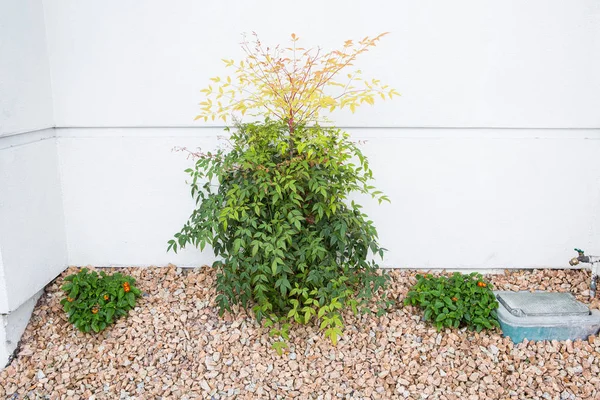 ホワイト セメントの壁に緑の植物庭園 — ストック写真