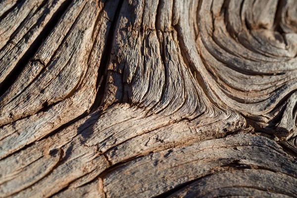 Texture et fond de l'écorce d'arbre — Photo