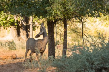 Zion national park için yapılan bitkiler yeme doe