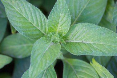 doğal yeşil yaprak doku ve arka plan 