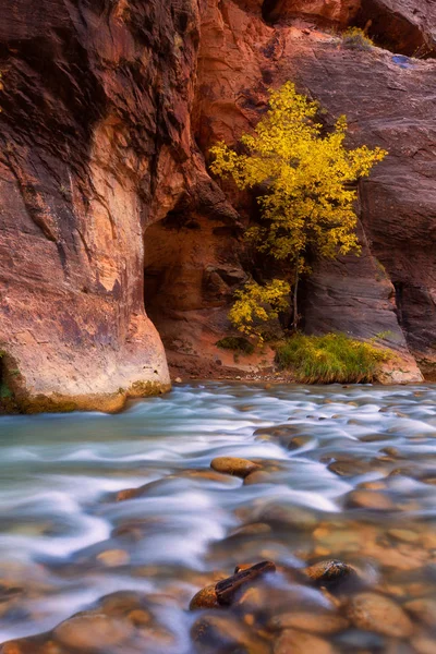 Autumn of the narrows and Virgin River in Zion National Park Zio — Stock Photo, Image