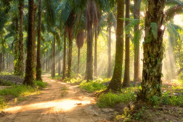 Palma Árvore e caminho de sujeira com luz Ray de manhã — Fotografia de Stock
