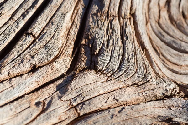 Texture et fond de l'écorce d'arbre — Photo