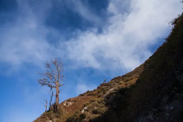 Árvore seca no vulcão Kawah Ijen — Fotografia de Stock