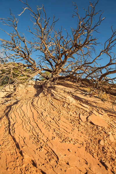 Árvore morta em Canyonlands contra um céu azul — Fotografia de Stock