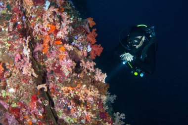 genç adam tüplü dalış Güney A güzel bir yumuşak mercan resif üzerinde
