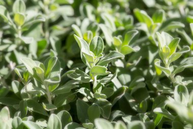 Doğal yeşil arkaplan