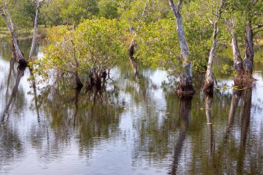 Melaleuca ağaçlar sulak 