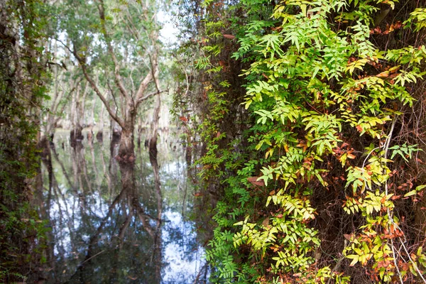 Árboles verdes y fondo de hojas en el bosque — Foto de Stock