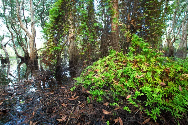 Árboles y hojas de fondo en el bosque — Foto de Stock