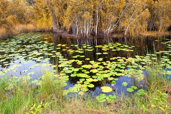 Lotus στη λίμνη — Φωτογραφία Αρχείου