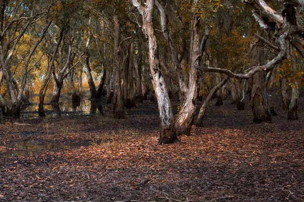 Деревья мелалеуки водно-болотные угодья Районг-Тайланд — стоковое фото