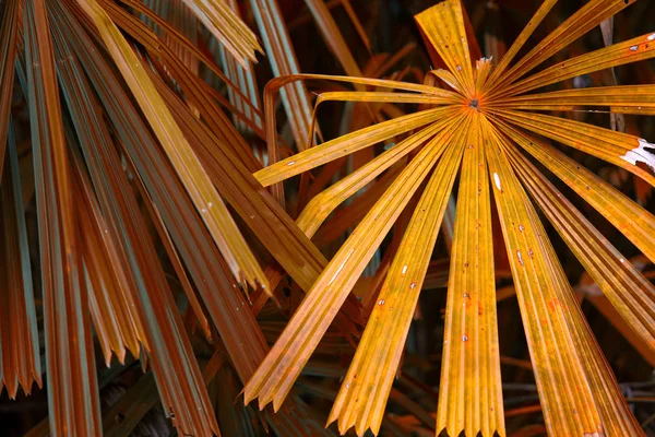 Palme verde foglie sfondo — Foto Stock