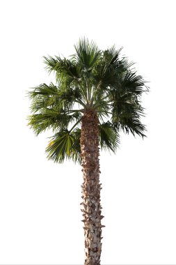 Mükemmel palmiye ağaçları 