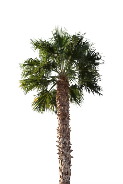 Mükemmel palmiye ağaçları 