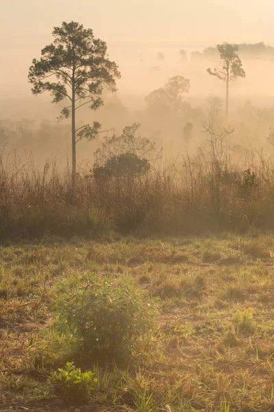 Bela paisagem florestal de nevoeiro nascer do sol em Thung salaeng Lua — Fotografia de Stock