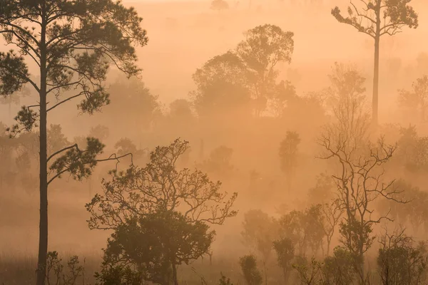 Hermoso paisaje forestal de niebla amanecer en Thung salaeng Lua — Foto de Stock