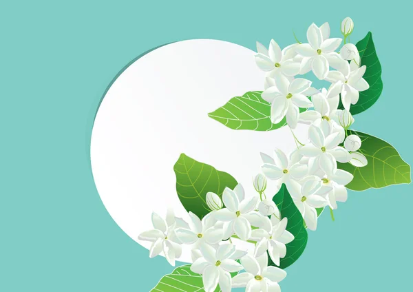 Kwiaty kwiaty jaśminu, biały na zielonym tle. dla obiektu lub tła — Wektor stockowy
