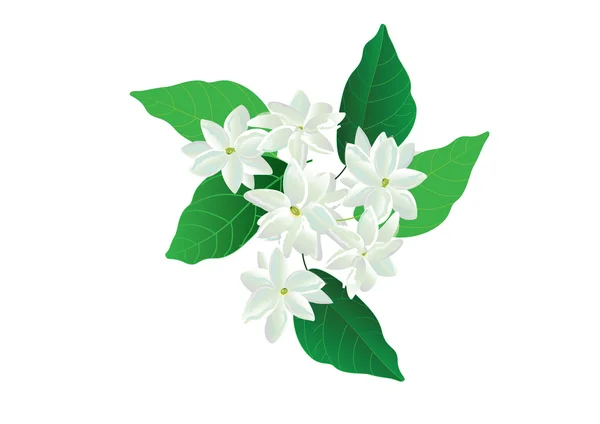 Flores de jazmín, flores blancas sobre fondo verde. para objeto o fondo — Vector de stock