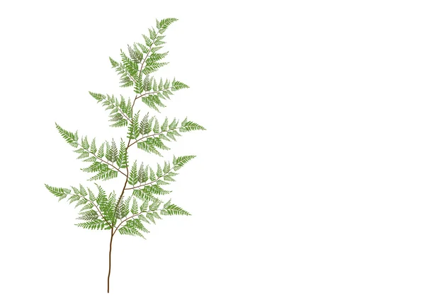 Izole el beyaz zemin üzerine, vektör çizim çekilmiş eğreltiotu yaprakları — Stok Vektör