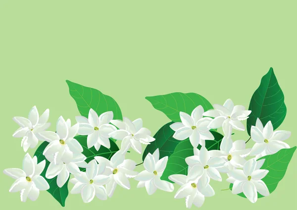 Jasminblüten, weiße Blüten auf grünem Hintergrund. für Objekt oder Hintergrund — Stockvektor