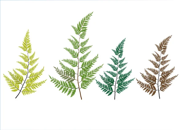 Fern verlaat geïsoleerde hand getrokken op witte achtergrond, vectorillustratie — Stockvector