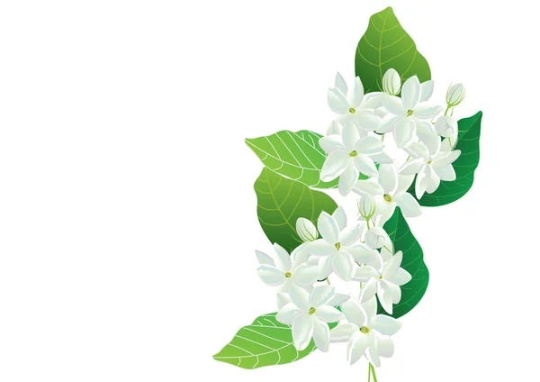 Fleurs de jasmin, fleurs blanches sur fond vert. pour objet ou arrière-plan Vecteurs De Stock Libres De Droits