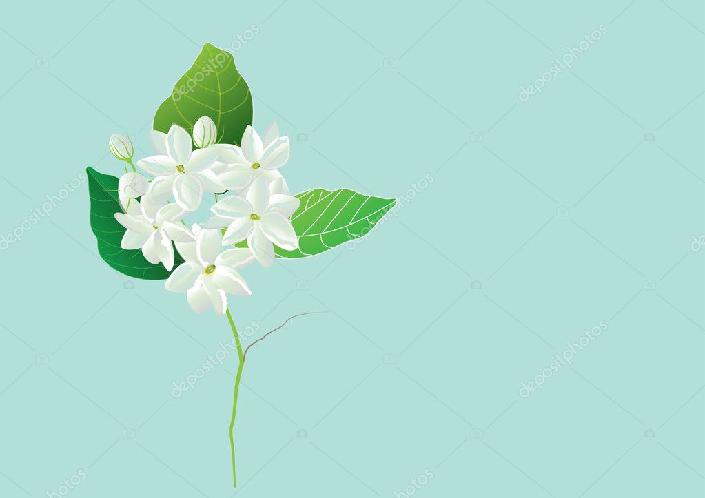 Jasmine Flower Png Jasmine Flowers White Flowers On Green Background For Object Or Background Stock Vector C Tukkata
