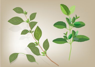 Fesleğen yaprağı dal üzerinde. yemek pişirmek için otlar çizim şekil ver. Madde bitki yiyecek için. nesne veya arka plan için izole resimleri