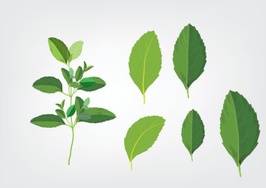 Fesleğen yaprağı dal üzerinde. yemek pişirmek için otlar çizim şekil ver. Madde bitki yiyecek için. nesne veya arka plan için izole resimleri