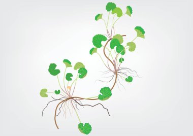 bir kola berb bitki üzerinde tıbbi ürün için nesne .food için gri arka plan izole resimleri