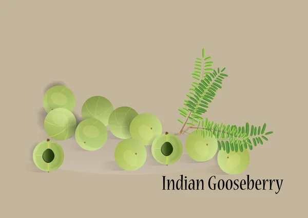 Indische Stachelbeerfrucht mit Blättern für Objekt oder Hintergrund. Lebensmittel und Arzneimittel — Stockvektor