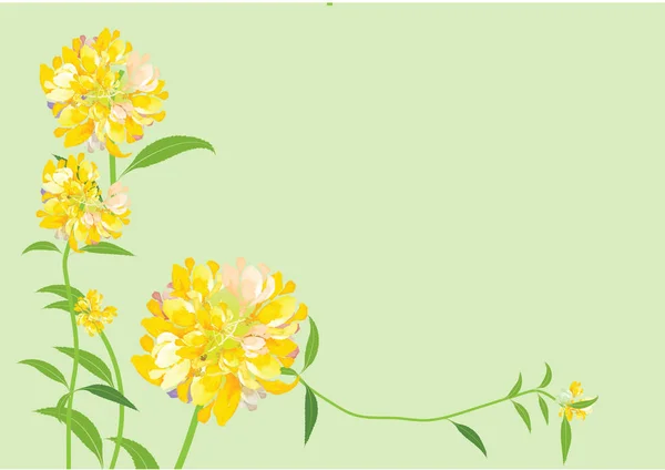Dalia fiore, fiori gialli su sfondo bianco, illustrazione vettoriale — Vettoriale Stock