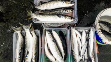 Strafor kutusunda gri kefal balık (Kefal)